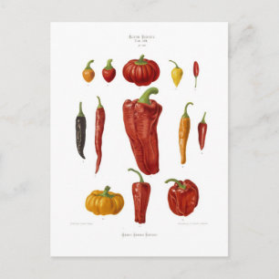 Peppers Postcard