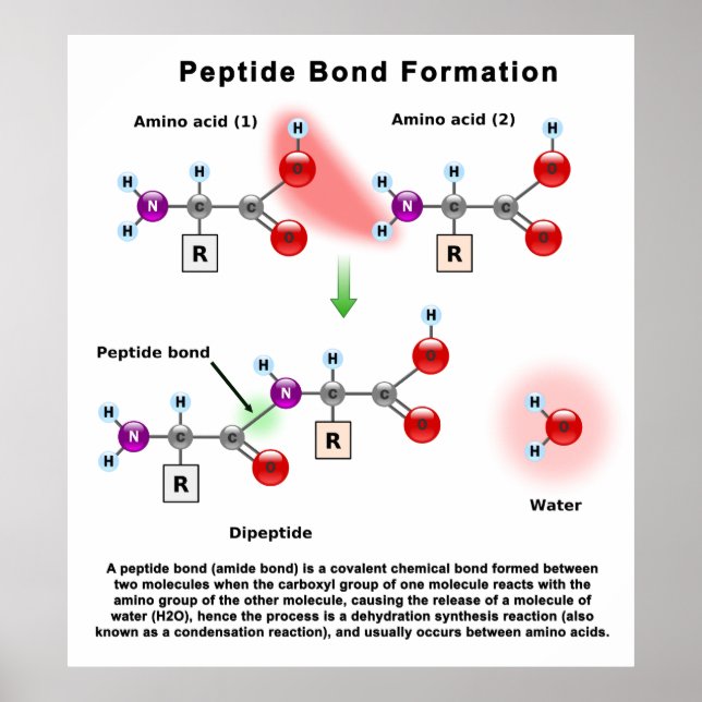 Peptid Bond Formation Diagram Poster (Front)
