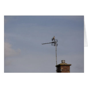 Perch
