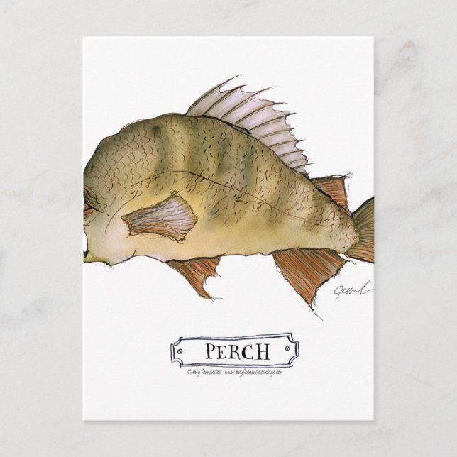 Perch fish, tony fernandes postcard (Front)