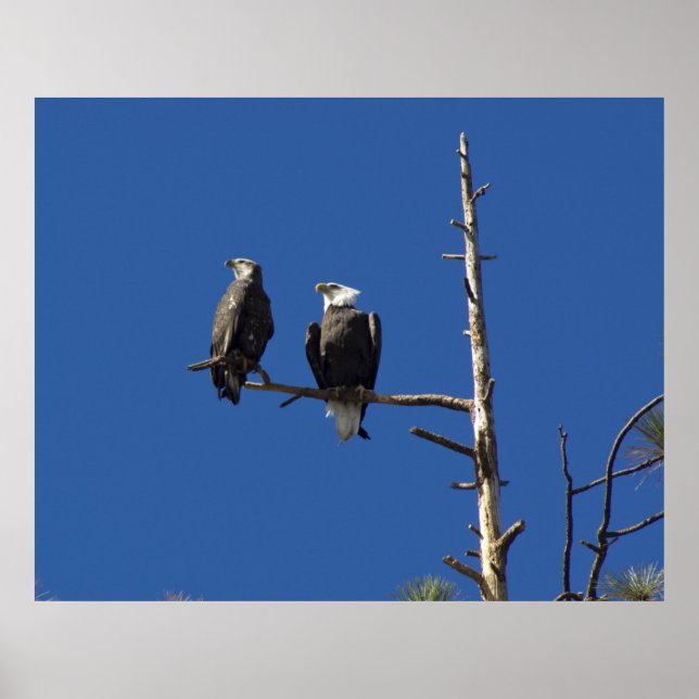 Perched Bald Eagles Poster (Front)