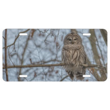 Perched Barred Owl on a branch