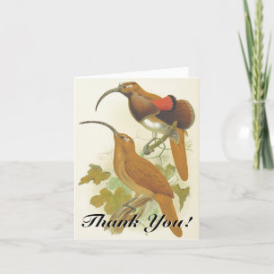 Perched Birds w/ Long Beaks "Thank You!" Thank You Card
