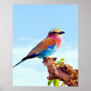 Perched Colourful African Bird Poster