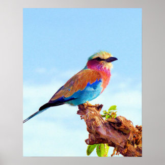 Perched Colourful African Bird Poster