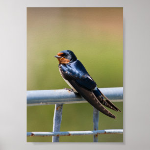 Perched Elegance Barn Swallow on Metal Fence Poster
