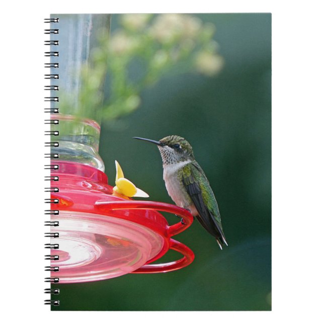 Perched Hummingbird Notebook (Front)