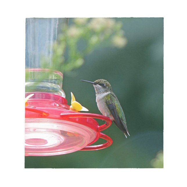 Perched Hummingbird Notepad (Front)