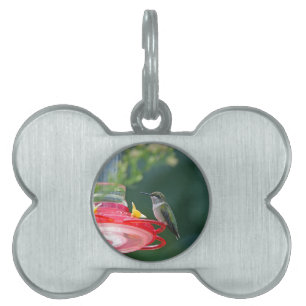 Perched Hummingbird Pet Tag
