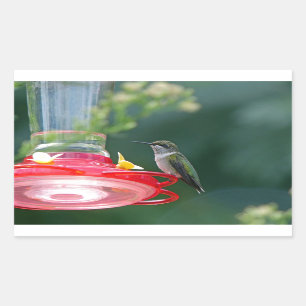 Perched Hummingbird Rectangular Sticker