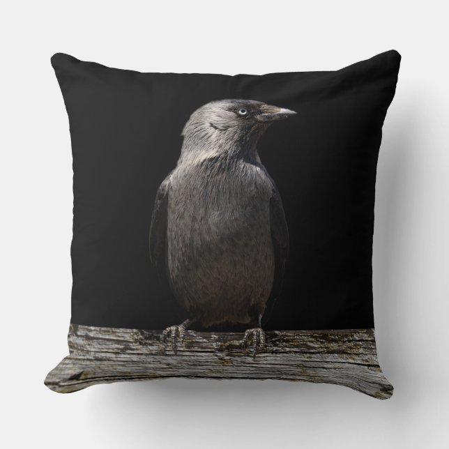 Perched on a Fence Raven Cushion (Front)