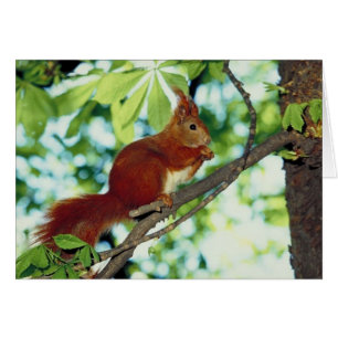 Perched Red Squirrel