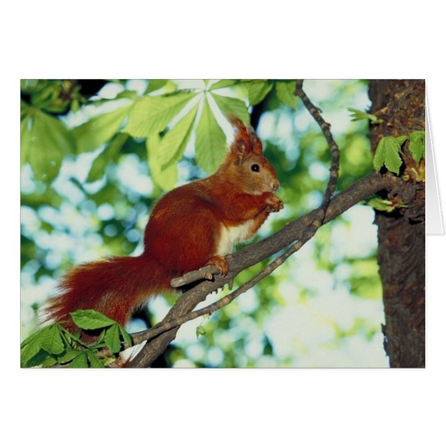Perched Red Squirrel (Front Horizontal)