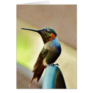 Perched Ruby and Green little Hummingbird