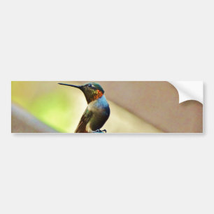 Perched Ruby and Green  little Hummingbird Bumper Sticker