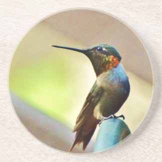 Perched Ruby and Green little Hummingbird Coaster