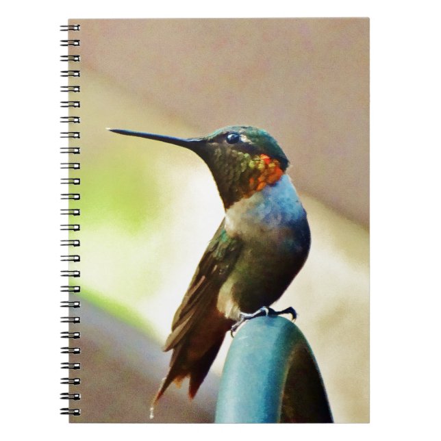 Perched Ruby and Green  little Hummingbird Notebook (Front)