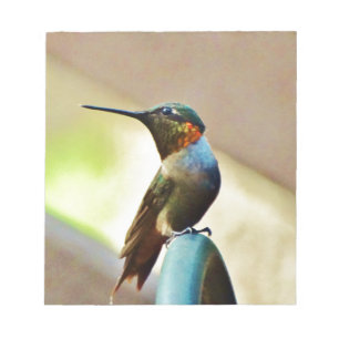 Perched Ruby and Green  little Hummingbird Notepad