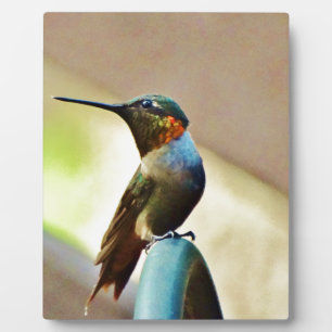 Perched Ruby and Green little Hummingbird Plaque