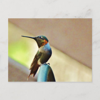 Perched Ruby and Green  little Hummingbird Postcard