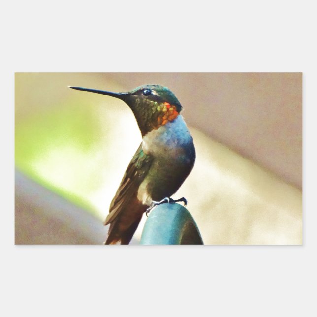 Perched Ruby and Green  little Hummingbird Rectangular Sticker (Front)