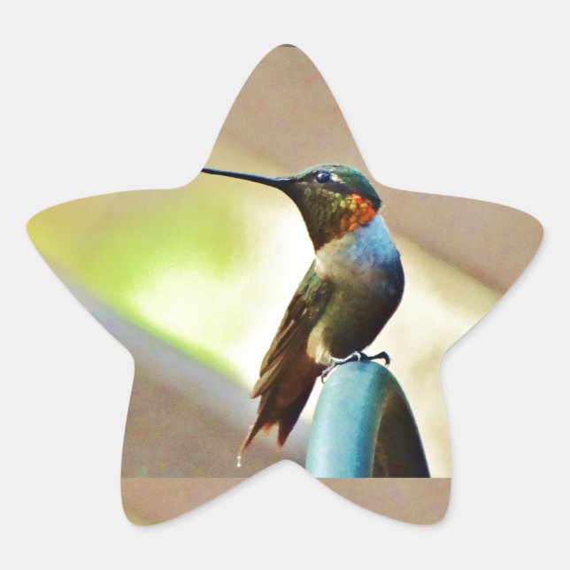 Perched Ruby and Green  little Hummingbird Star Sticker (Front)