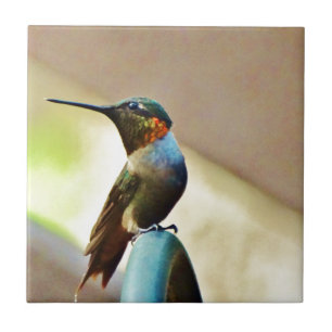 Perched Ruby and Green little Hummingbird Tile