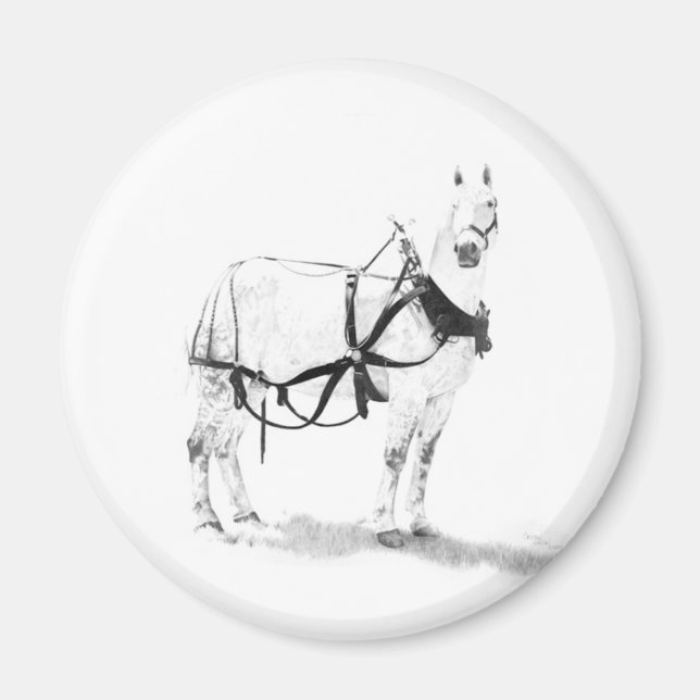 Percheron Draught Horse Equine Art Magnets (Front)
