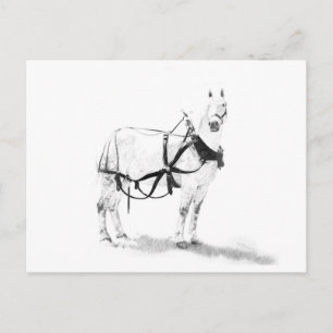 Percheron Draught   Horse Equine Art Postcard