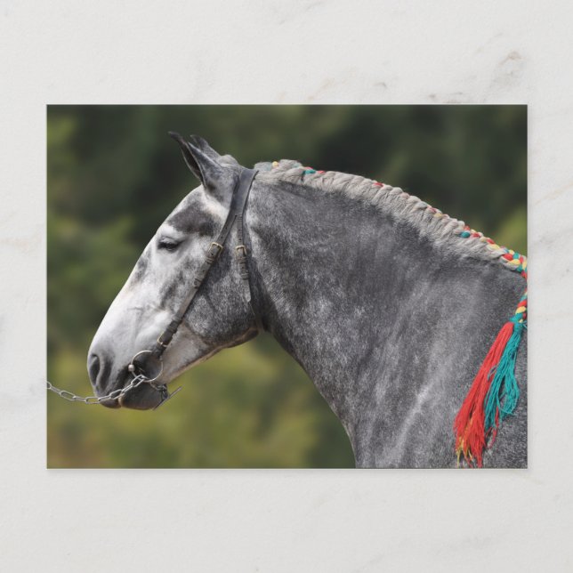 Percheron draught horse mare postcard (Front)
