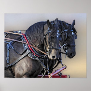 Percheron Draught   Horse Work Team Poster