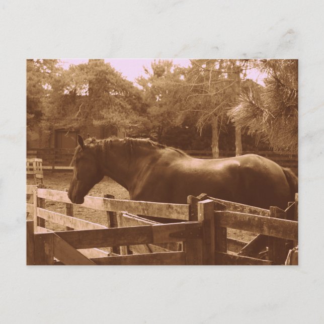 Percheron Postcard (Front)