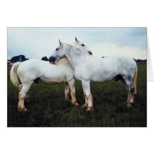 Percherons Grooming Each Other