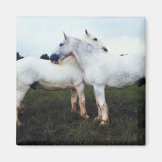Percherons Grooming Each Other Magnet