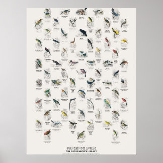 Perching Birds - Naturalist's Library Poster