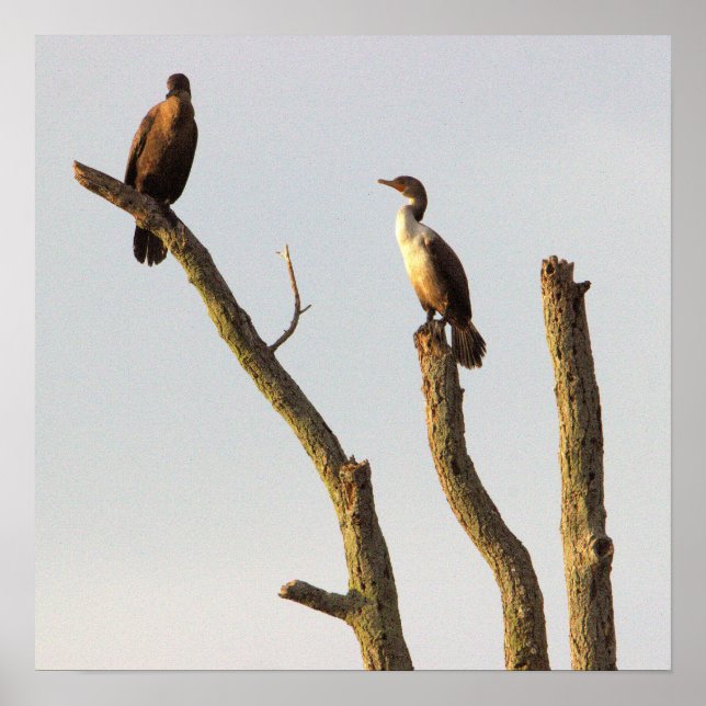 Perching Birds Poster (Front)
