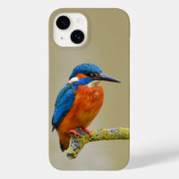 Perching Kingfisher
