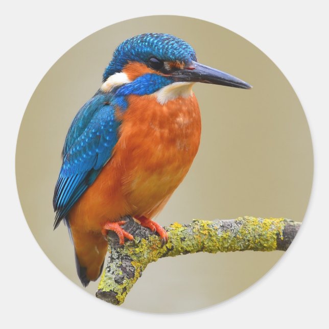 Perching Kingfisher Classic Round Sticker (Front)