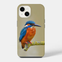 Perching Kingfisher