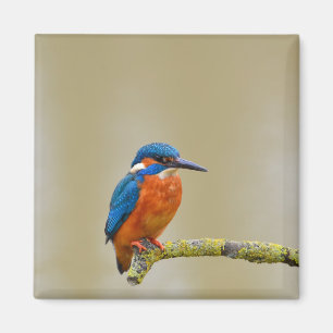 Perching Kingfisher Magnet