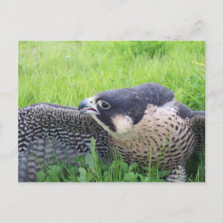 Peregine Falcon in Grass Postcard