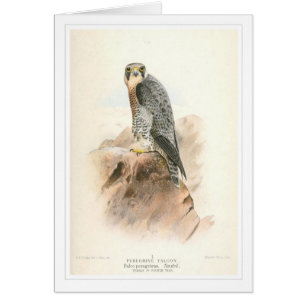 Peregrine Falcon