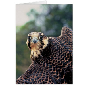 Peregrine Falcon