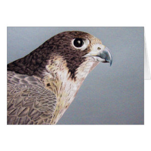 Peregrine Falcon