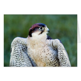Peregrine Falcon