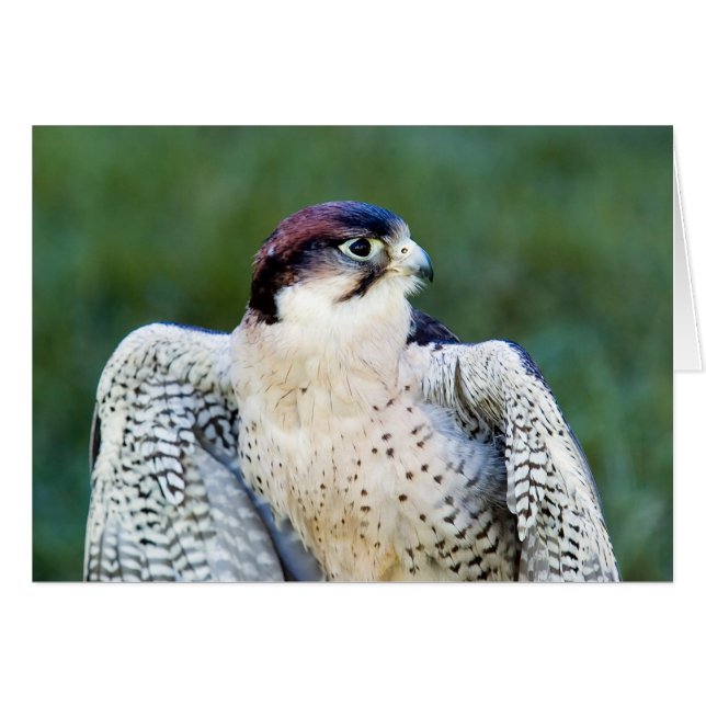 Peregrine Falcon (Front Horizontal)