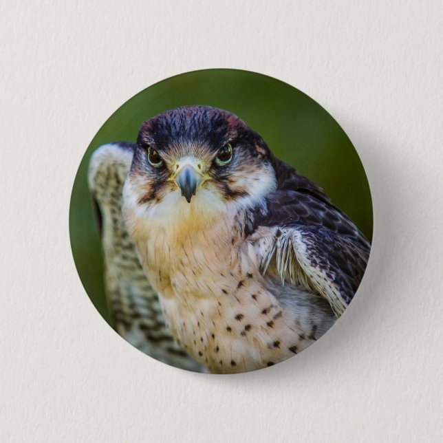 Peregrine Falcon 6 Cm Round Badge (Front)