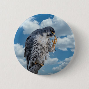 Peregrine Falcon along the Hudson River 6 Cm Round Badge