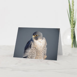 Peregrine Falcon along the Hudson River Card