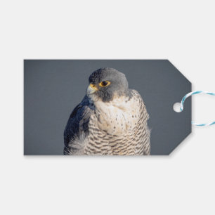 Peregrine Falcon along the Hudson River Gift Tags